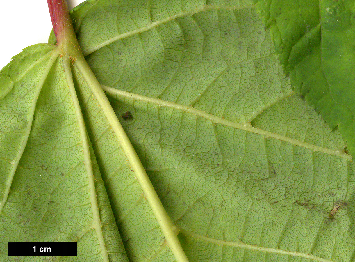 High resolution image: Family: Sapindaceae - Genus: Acer - Taxon: ×conspicuum - SpeciesSub: 'Elephants Ear' (A.davidii × A.pensylvanicum)